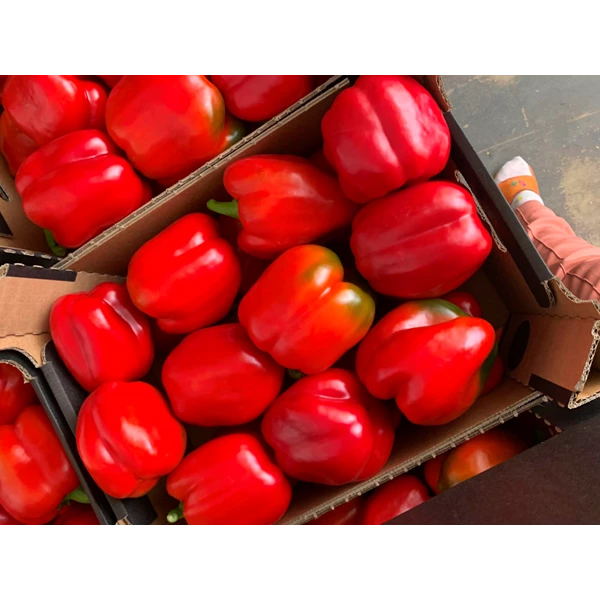 OWOCE - PAPRYKA CZERWONA KG POLSKA